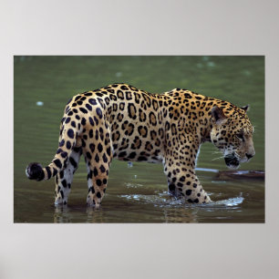 Poster Jaguar (Panthera onca) no rio lama