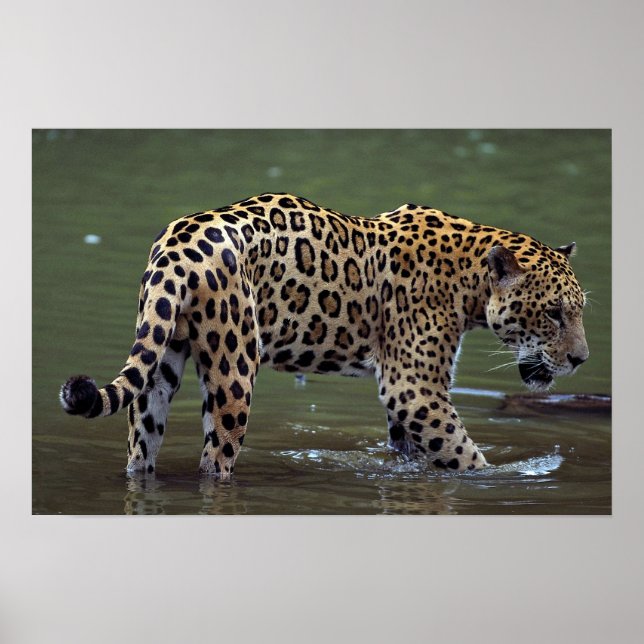 Poster Jaguar (Panthera onca) no rio lama (Frente)