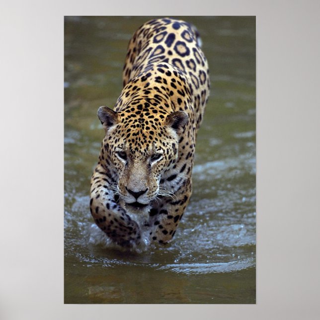 Póster Jaguar (Panthera onca) no rio lama (Frente)