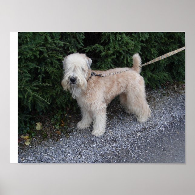 Poster Jake no Biltmore (Frente)