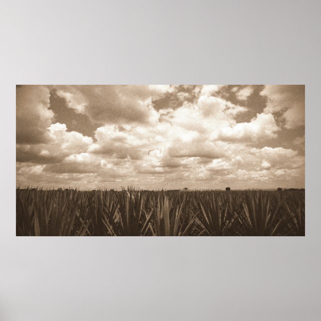 Póster Jalisco Mexico Agave Paradise (Frente)