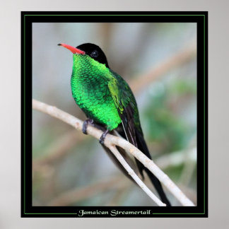 Poster Jamaican Streamertail