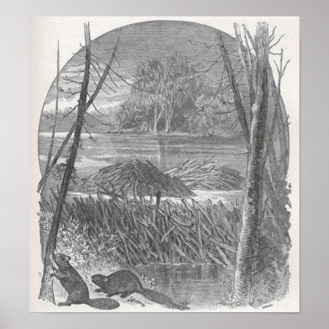 Póster James Johonnot - Beavers e Dam (Frente)