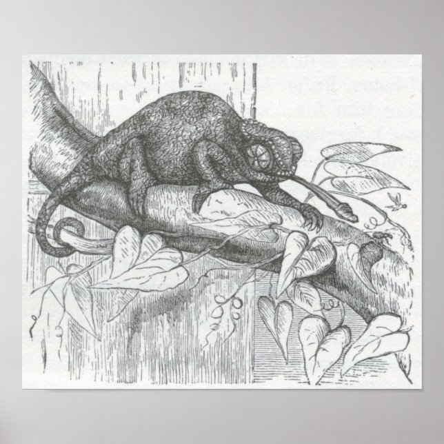 Poster James Johonnot - Chameleon (Frente)