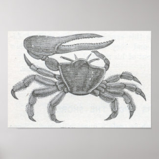 Póster James Johonnot - Fiddler Crab Portfolio