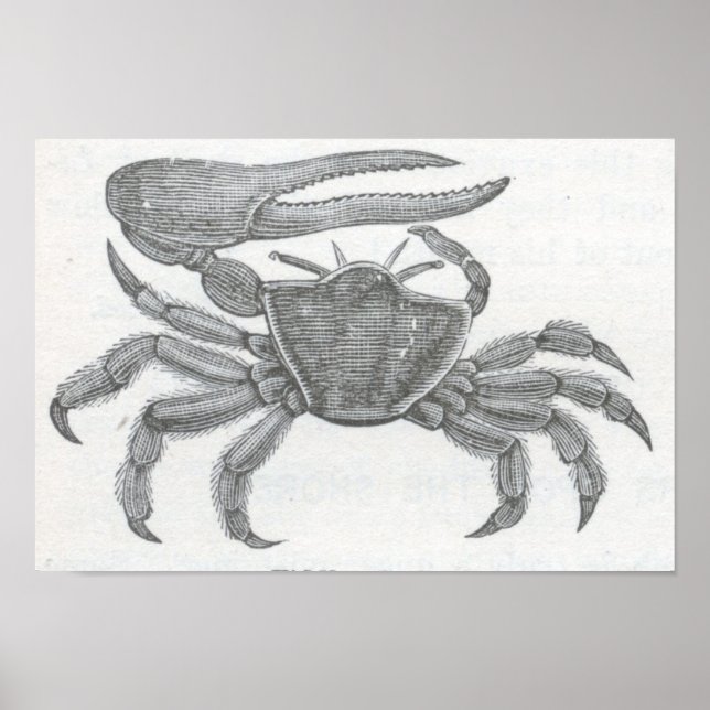 Póster James Johonnot - Fiddler Crab Portfolio (Frente)