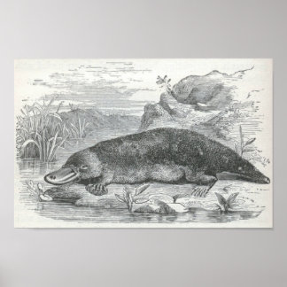 Poster James Johonnot - Ornithorhynchus - Platypus Folio