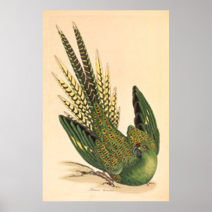 Poster James Sowerby Ground Parrot, Psittacus terrestris