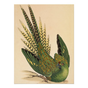 Póster James Sowerby Ground Parrot, Psittacus terrestris