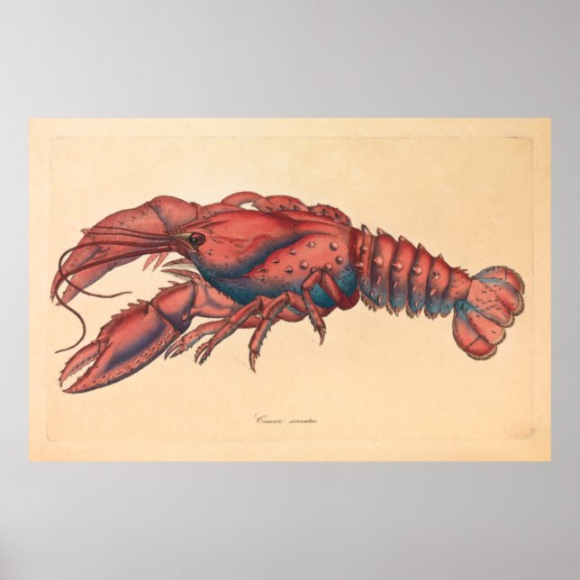 Poster James Sowerby Sernotated Lobster (Frente)