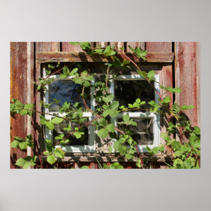 Póster Janela Overgrown