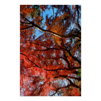Póster Japanese Maple