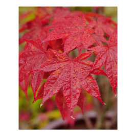 Póster Japanese Maple Leaves Poster