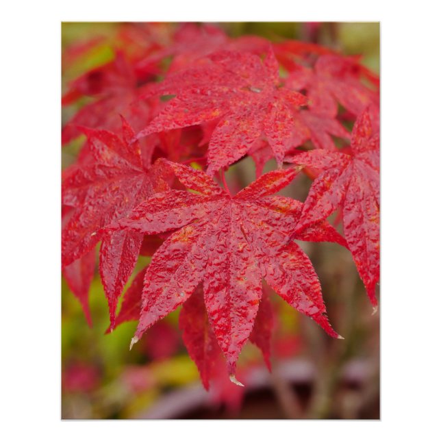 Póster Japanese Maple Leaves Poster (Frente)