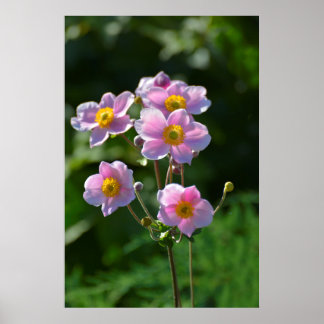 Póster japanische Anemone rosa blühend im Garten,Nahaufn.