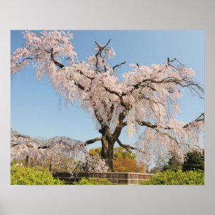 Póster Japão, Quioto. Cerejeira chorona sob céu azul