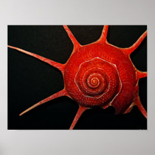 Poster japonês de Shell de estrela