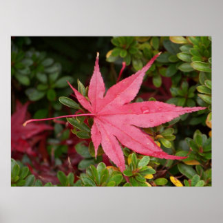 Póster Japonês Maple Leaf