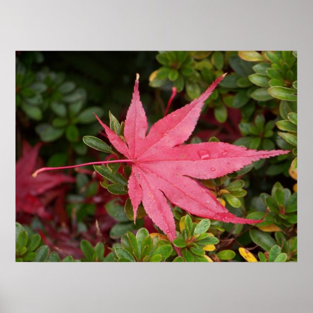 Póster Japonês Maple Leaf (Frente)