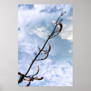 Póster japonês perrenial invasor planta knotweed