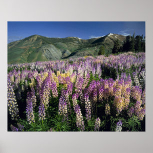 Póster JARBIDGE WILDERNESS, NEVADA. EUA. Lupina