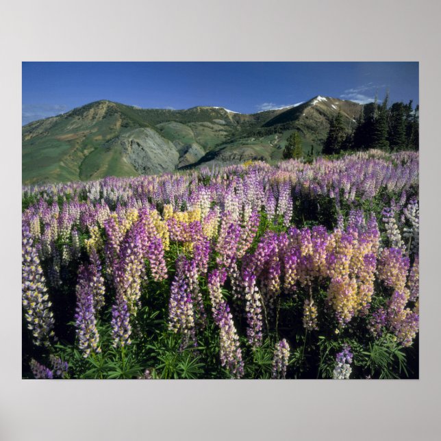 Póster JARBIDGE WILDERNESS, NEVADA. EUA. Lúpina de incent (Frente)