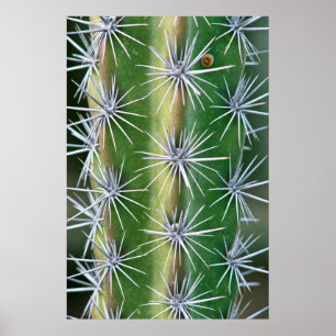 Póster Jardim Botânico de Huntington, Octopus Cactus