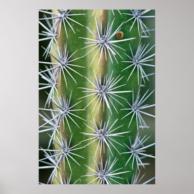 Póster Jardim Botânico de Huntington, Octopus Cactus (Frente)