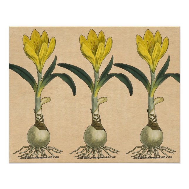 Póster Jardim Botânico de Tulipa Amaryllis Flor (Frente)