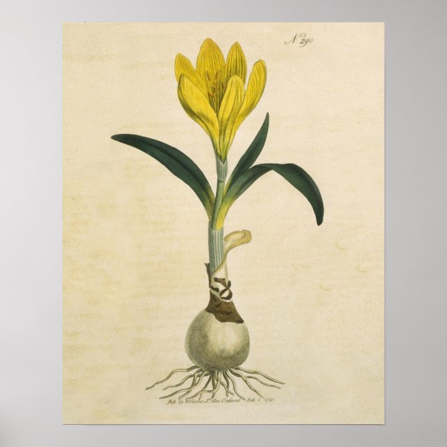 Póster Jardim Botânico de Tulipa Amaryllis Flor (Frente)