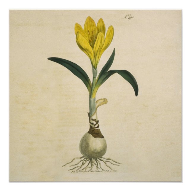 Póster Jardim Botânico de Tulipa Amaryllis Flor (Frente)