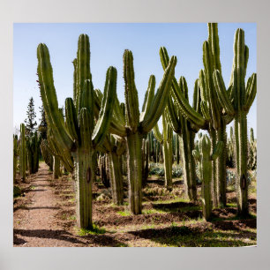 Poster Jardim Cactos, paisagem desértica tropical.