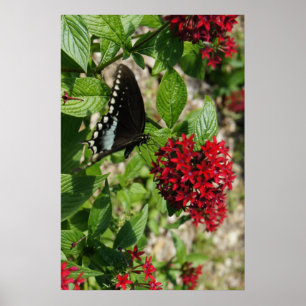 Poster Jardim da Borboleta