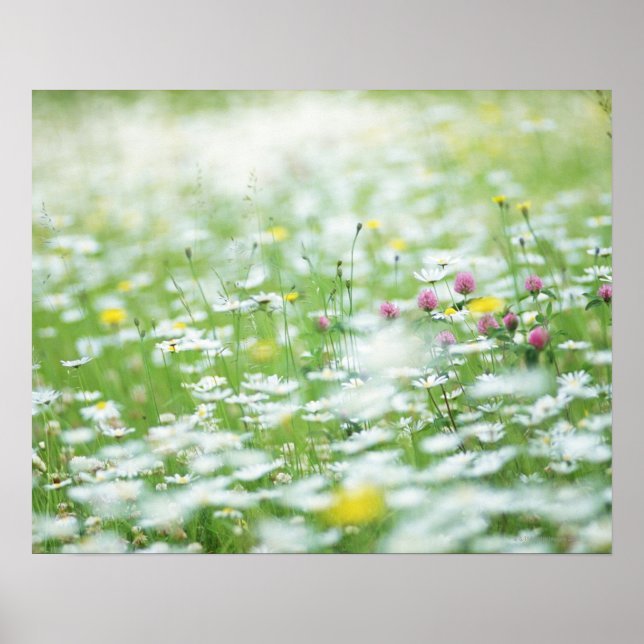 Póster Jardim da Flor (Frente)