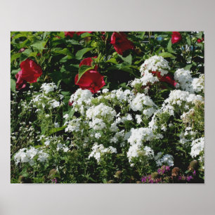 Poster Jardim Da Flor Do Phlox Vermelho E Hibisco Branco