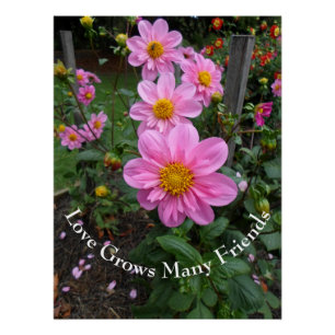 Póster Jardim da Flor Rosa