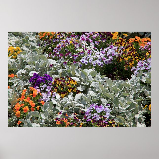 Poster Jardim da Flor Sunny (Frente)