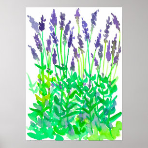 Poster Jardim da lavanda da aguarela