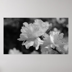Póster Jardim das Flores