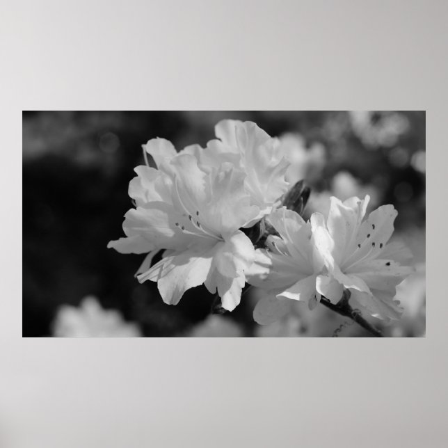 Póster Jardim das Flores (Frente)