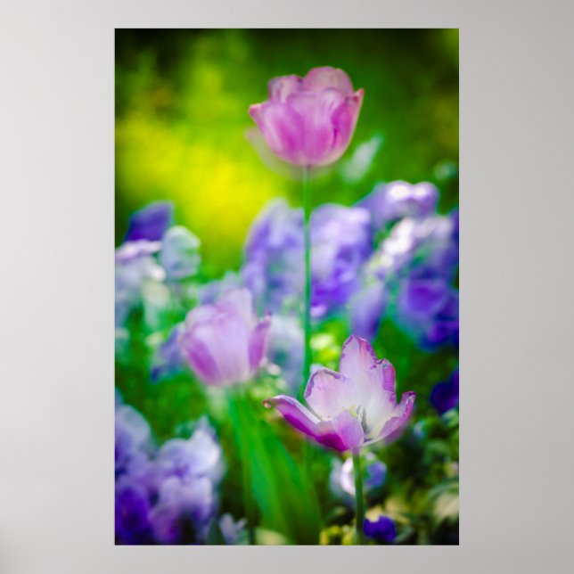 Póster Jardim das Tulipas, Giverny, França (Frente)