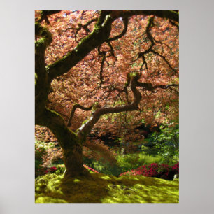 Póster Jardim de Acer Palmatum Portland do bordo japonês