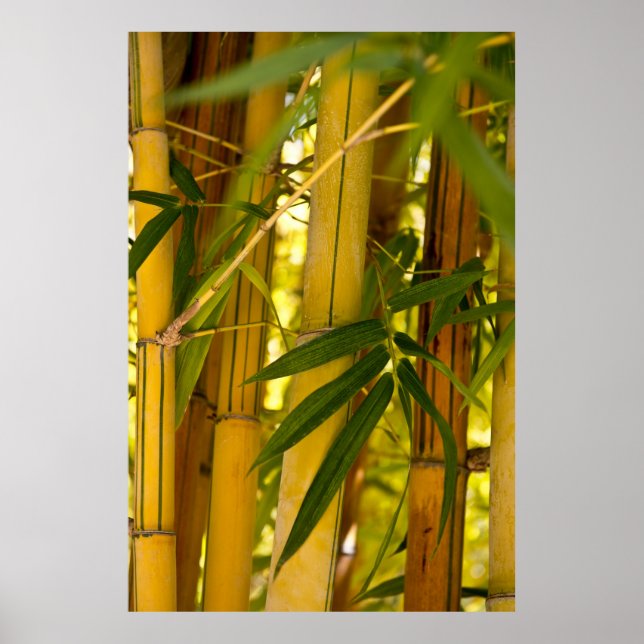 Poster Jardim de bambu (Frente)