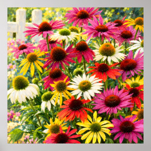 Poster Jardim de Echinacea Iluminado pelo Sol Botânico Im