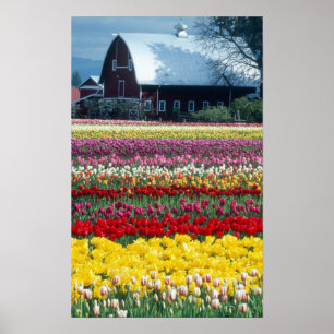 Poster jardim de exposição de tulipas, condado de Skagit,