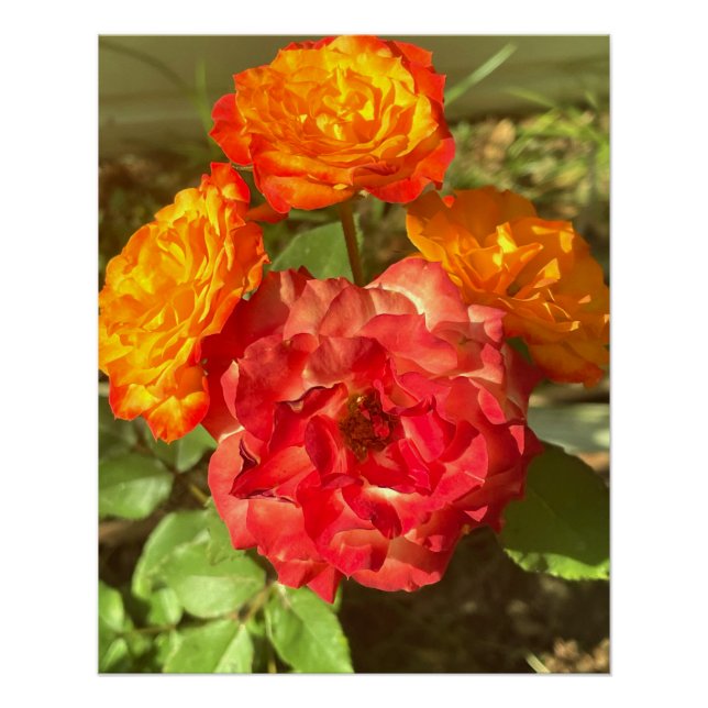 Póster Jardim De Flor Laranja E Vermelho (Frente)