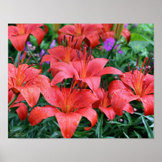 Póster Jardim de Flor Laranja Lily (Frente)