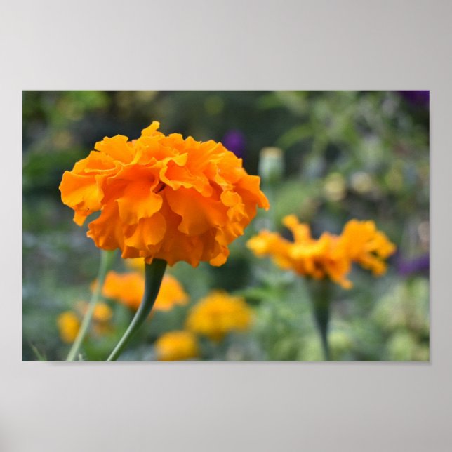 Poster Jardim de Fotografia da Flor Laranja Marigold (Frente)