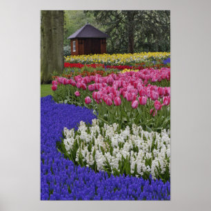 Póster Jardim de jacinto de uva, jacinto e tulipas,