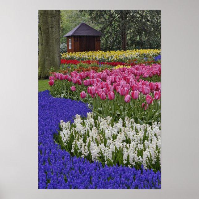 Póster Jardim de jacinto de uva, jacinto e tulipas, (Frente)